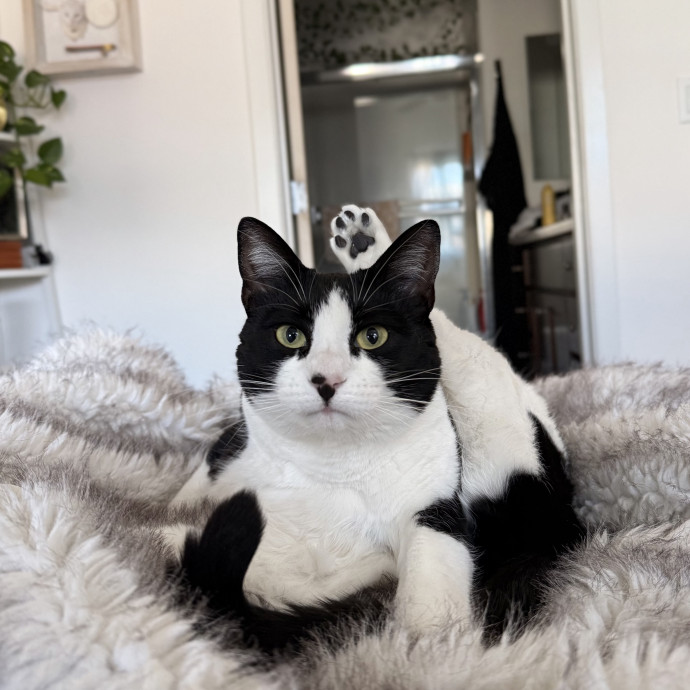 B's Pawsitively Purrfect Cat Care photo 3