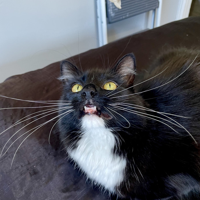 B's Pawsitively Purrfect Cat Care photo 2