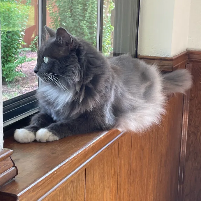 Heather's Happy Felines