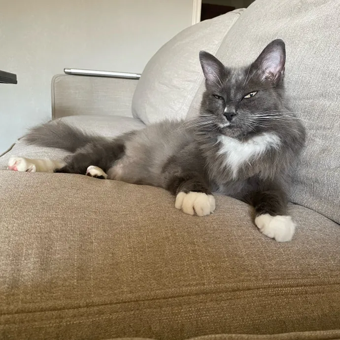 Heather's Happy Felines