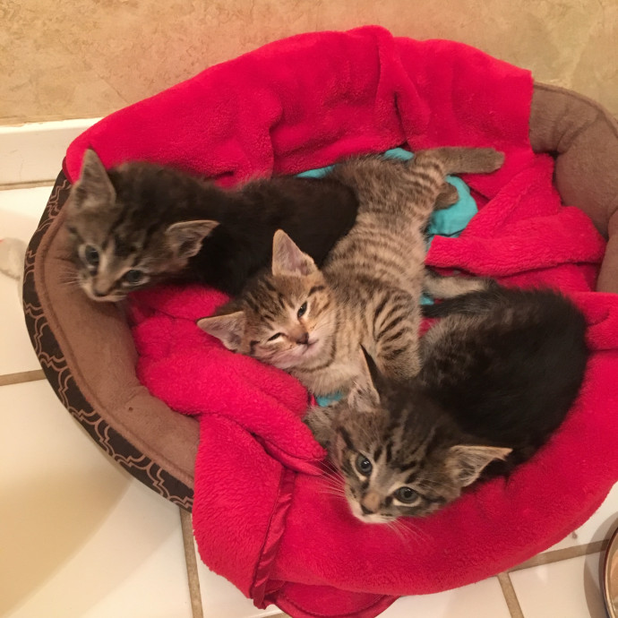 Heather's Happy Felines