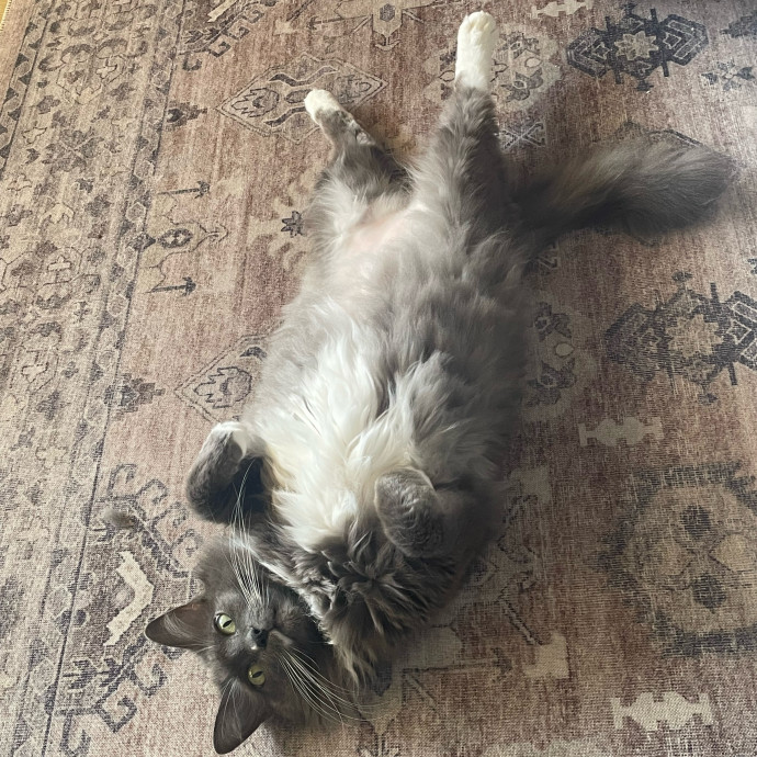 Heather's Happy Felines photo 3