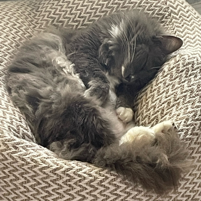 Heather's Happy Felines photo 2