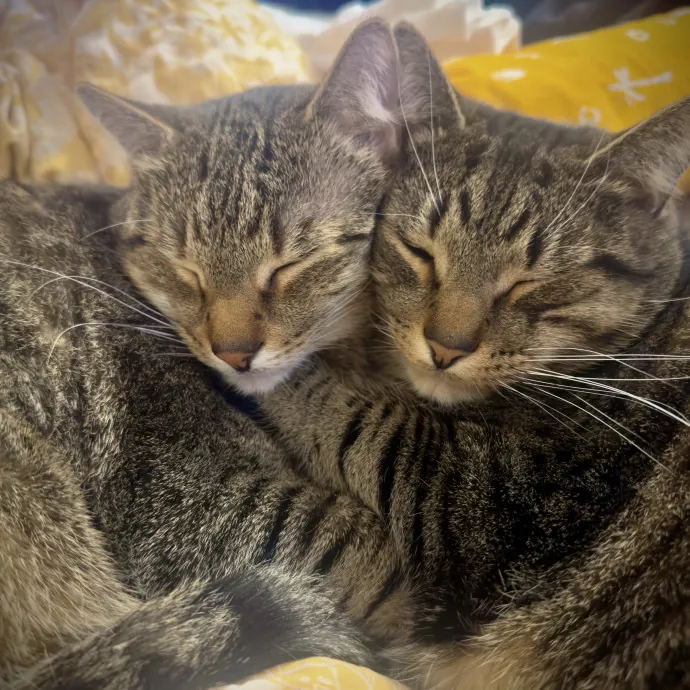 Seasoned Cat Mom For Cape Cod Kitty Care