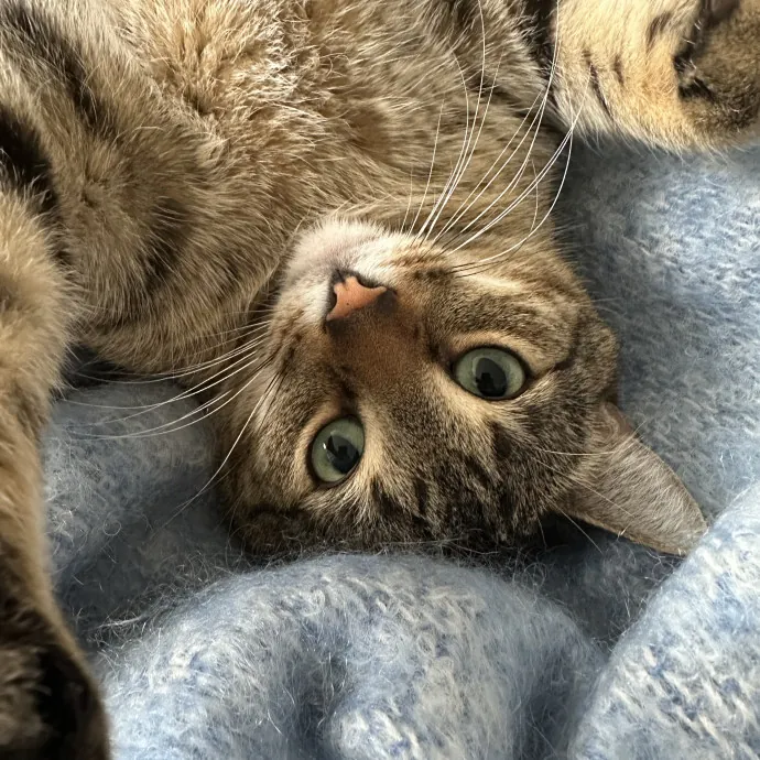 Seasoned Cat Mom For Cape Cod Kitty Care photo 4