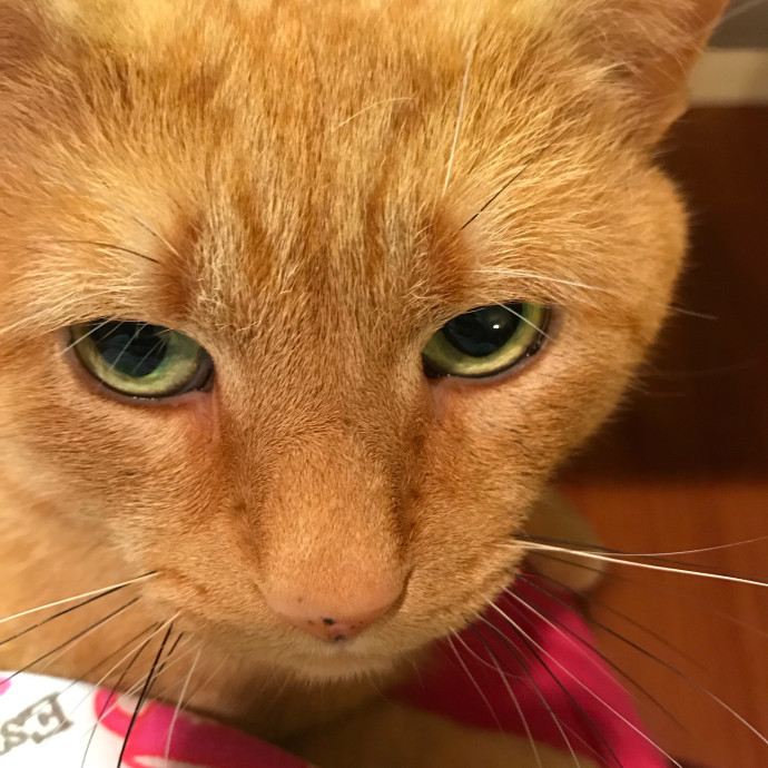 Your Cats My Passion Purr-Fect Combo