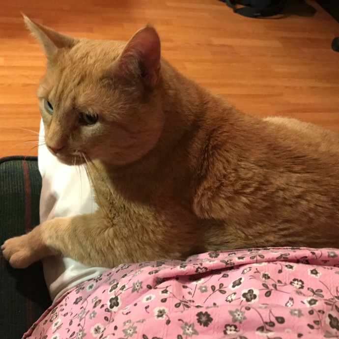 Your Cats My Passion Purr-Fect Combo photo 3