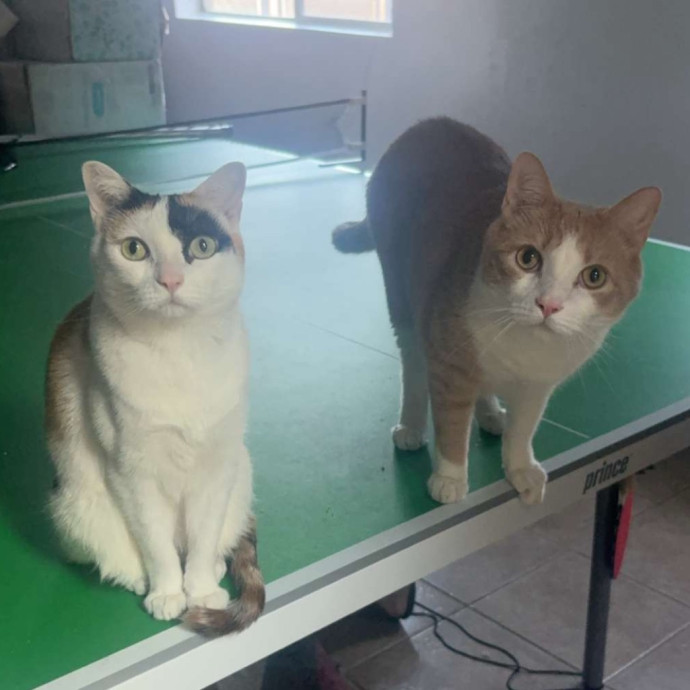 Your Cats My Passion Purr-Fect Combo photo 2