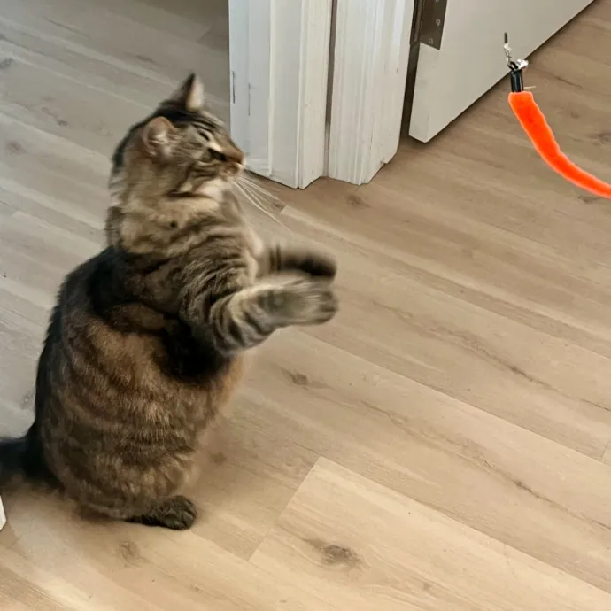 Carlsbad Cat Sitter Guru photo 2