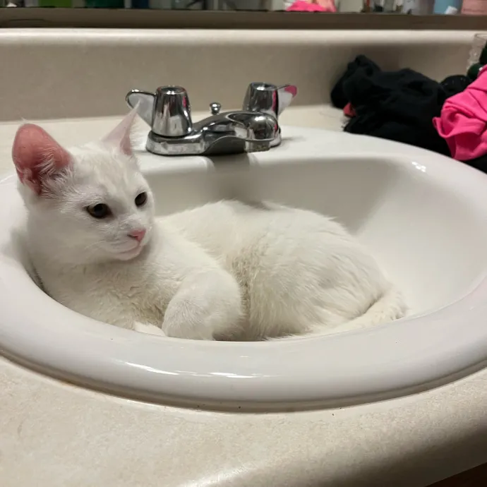 Crazy Cat Lover For Hire photo 4