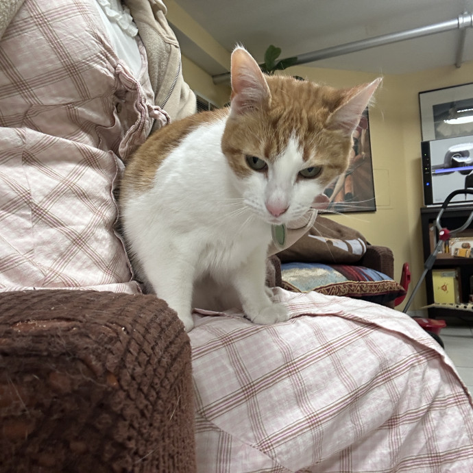 Gentle Reliable Cat Sitter