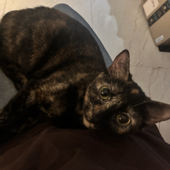 Gentle Reliable Cat Sitter