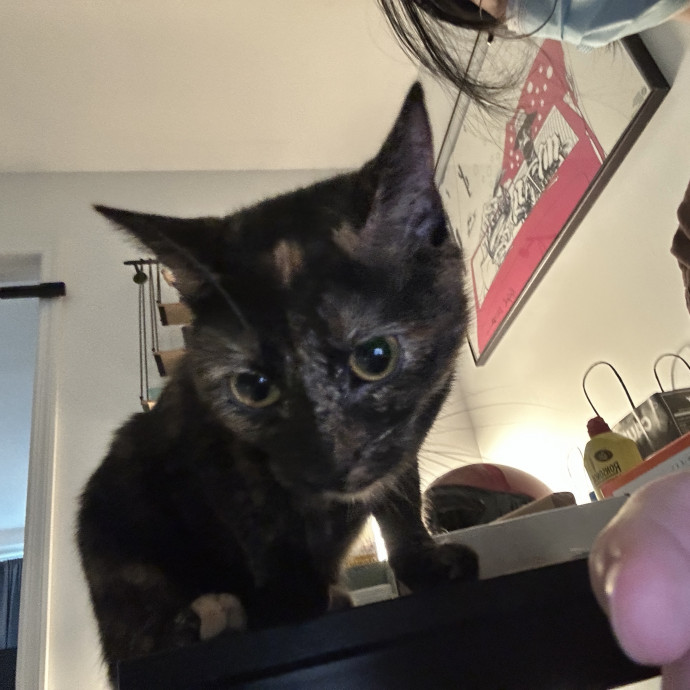 Gentle Reliable Cat Sitter