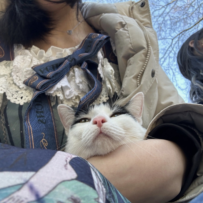 Gentle Reliable Cat Sitter