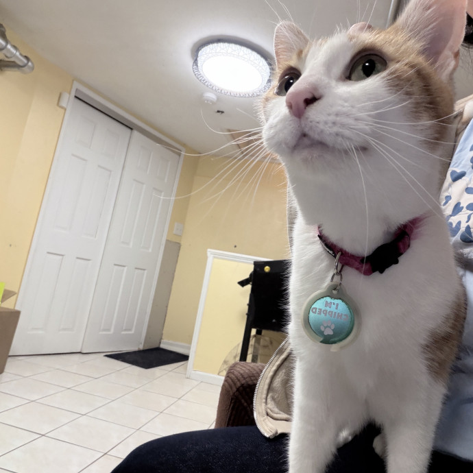 Gentle Reliable Cat Sitter photo 2