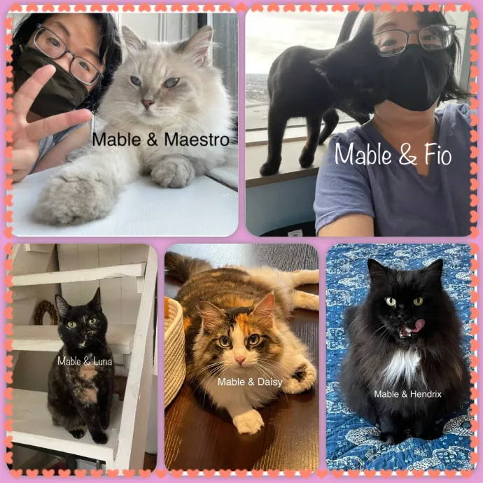 Nyc Cat Mama Looking 2 Cat Sit 4 You