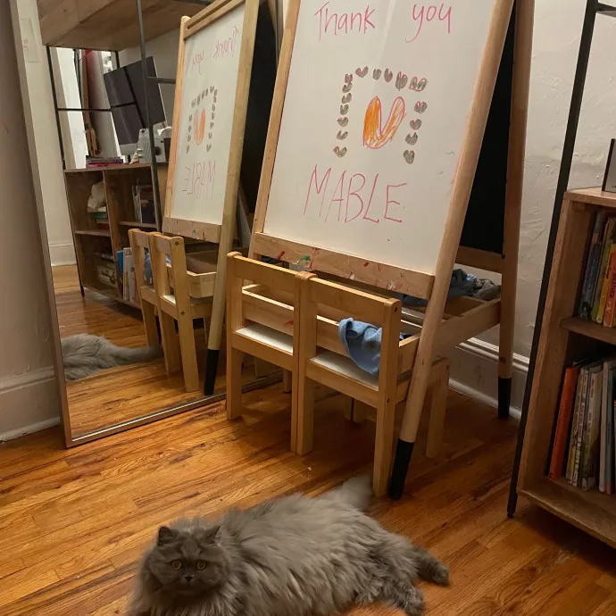 Nyc Cat Mama Looking 2 Cat Sit 4 You