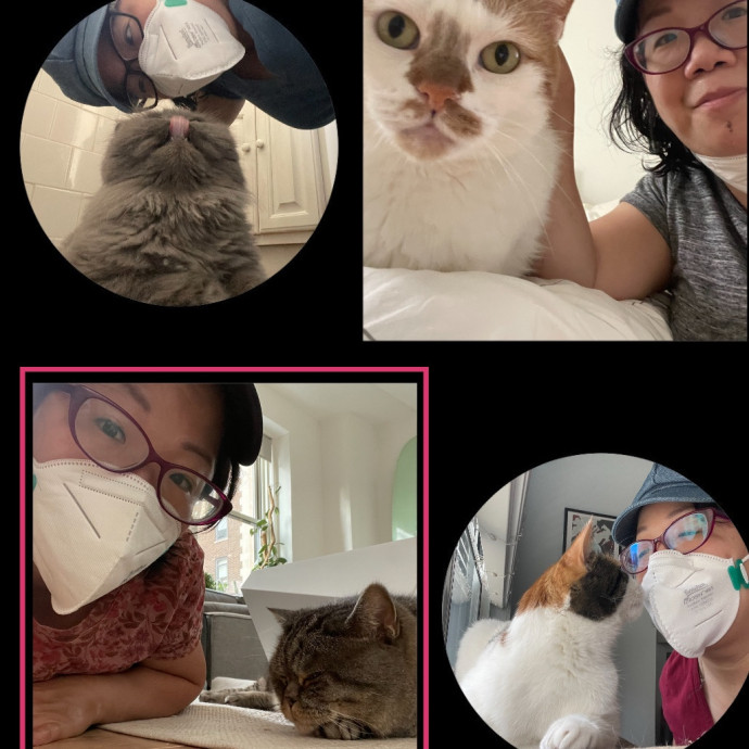Nyc Cat Mama Looking 2 Cat Sit 4 You