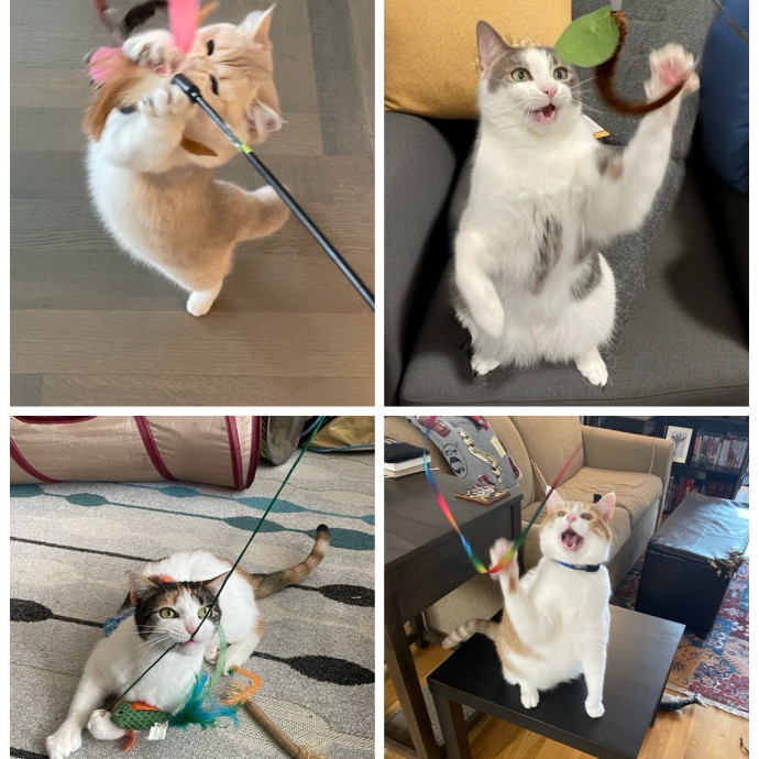 Nyc Cat Mama Looking 2 Cat Sit 4 You photo 3