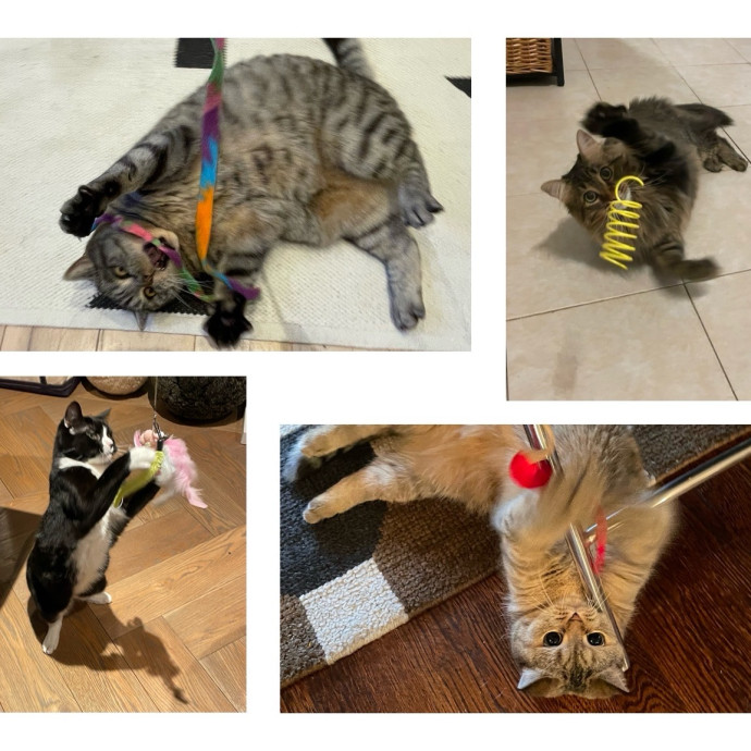 Nyc Cat Mama Looking 2 Cat Sit 4 You photo 2