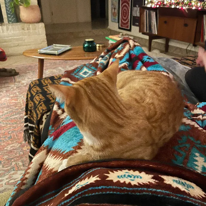 Lianna's Furry Feline Care In San Diego