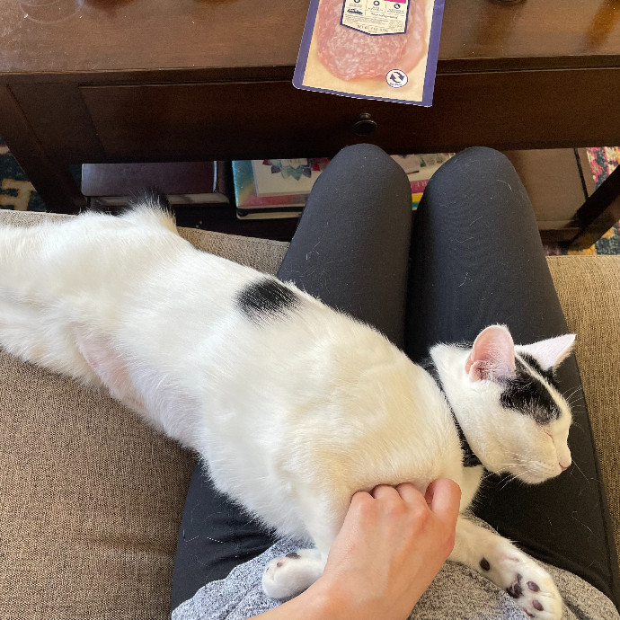 Lianna's Furry Feline Care In San Diego