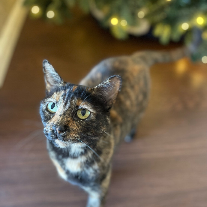 Lianna's Furry Feline Care In San Diego photo 3