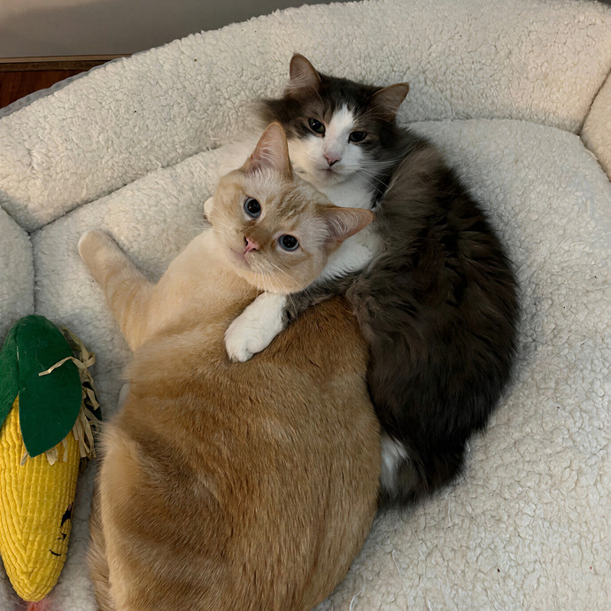 Cincoski Cat Care--Duluth Mn