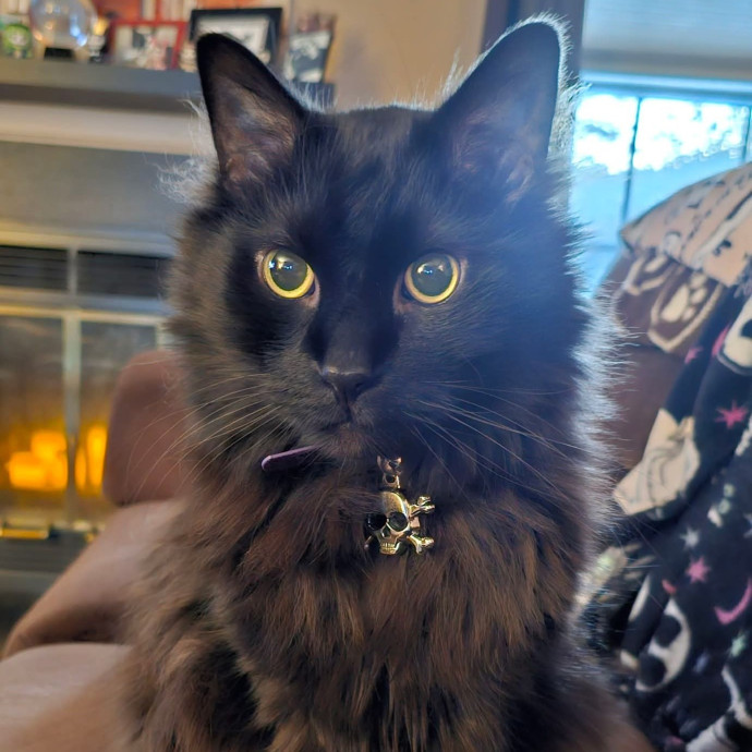 Curls Cats And Cuddles