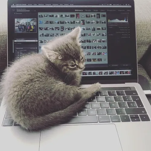 Loving Reliable  Honest Cat Care