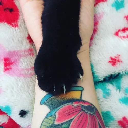 Loving Reliable  Honest Cat Care