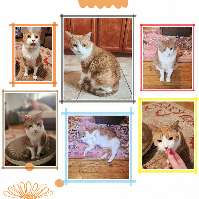 Eugenia Loves Cats