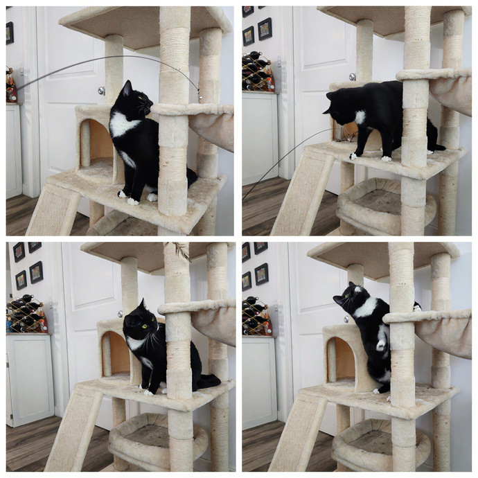 Eugenia Loves Cats