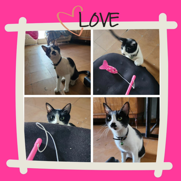 Eugenia Loves Cats photo 3