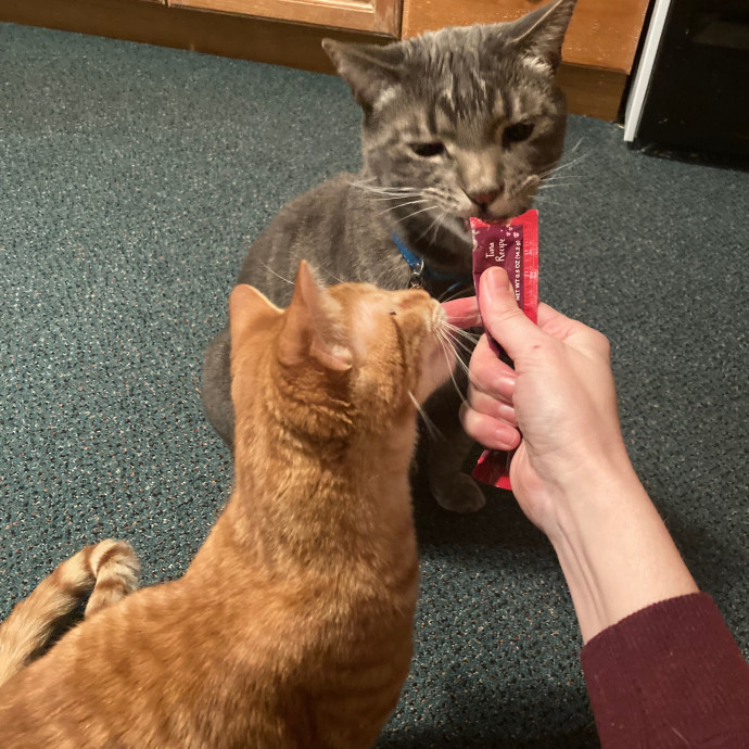 Meg's Calm Kitty Care