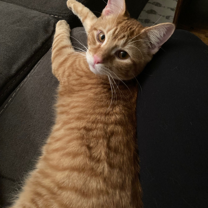 Meg's Calm Kitty Care