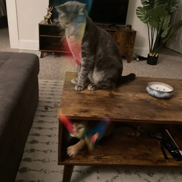 Meg's Meowtastic Kitty Care