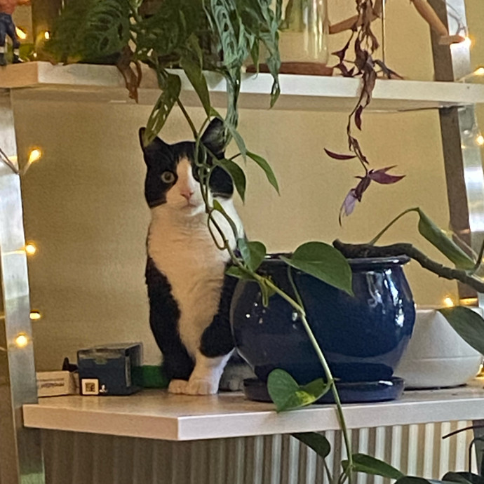 Meg's Calm Kitty Care