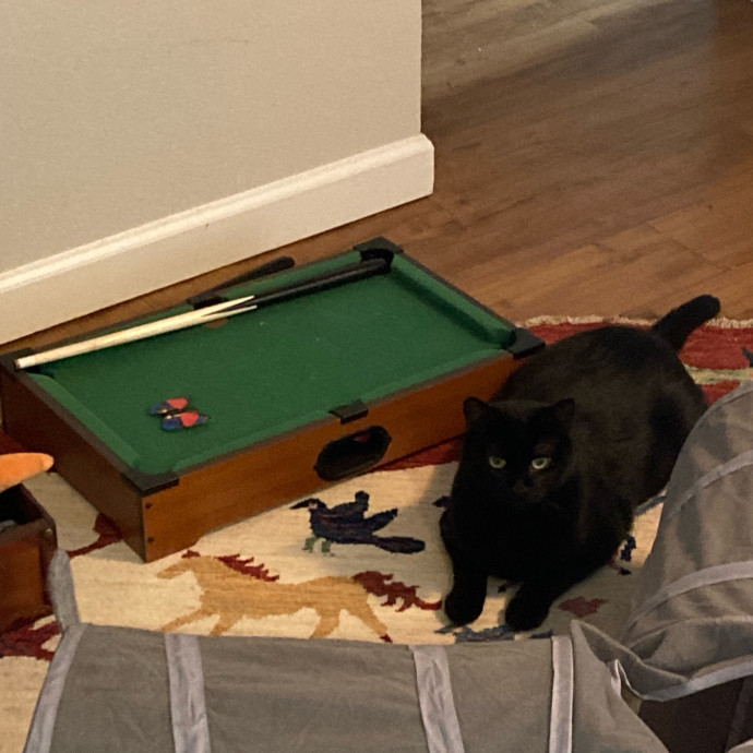 Meg's Calm Kitty Care