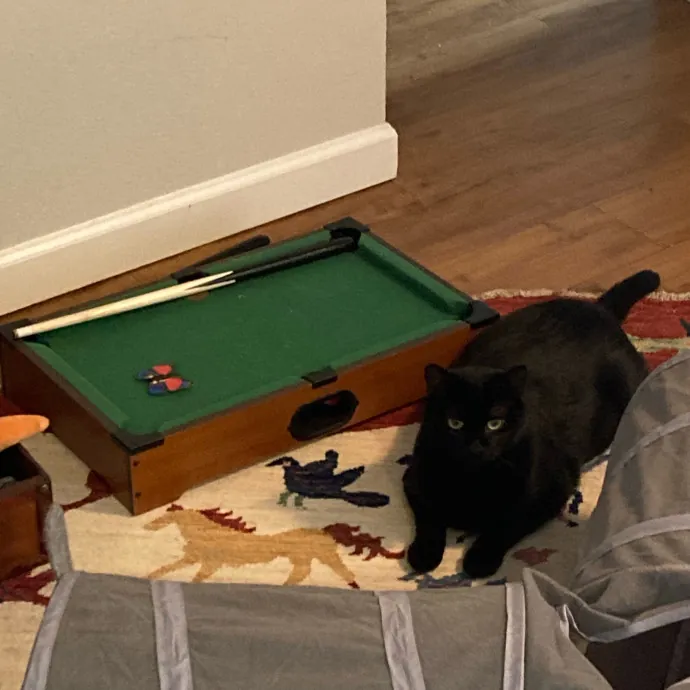 Meg's Meowtastic Kitty Care photo 4