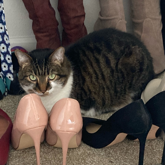 Meg's Calm Kitty Care