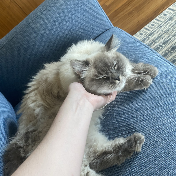 Meg's Calm Kitty Care