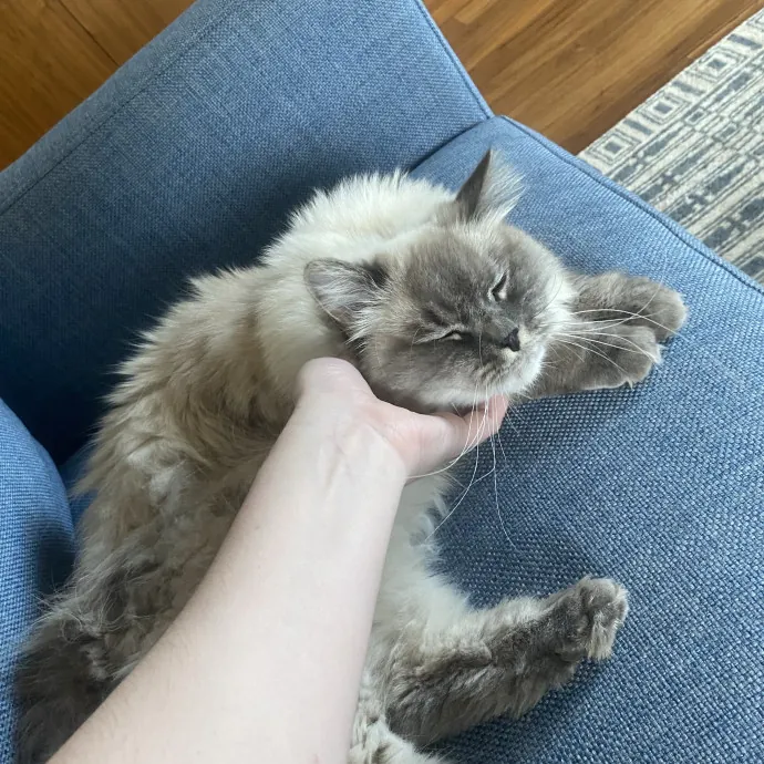 Meg's Meowtastic Kitty Care photo 2