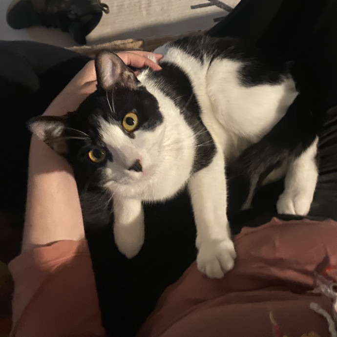 Meg's Calm Kitty Care