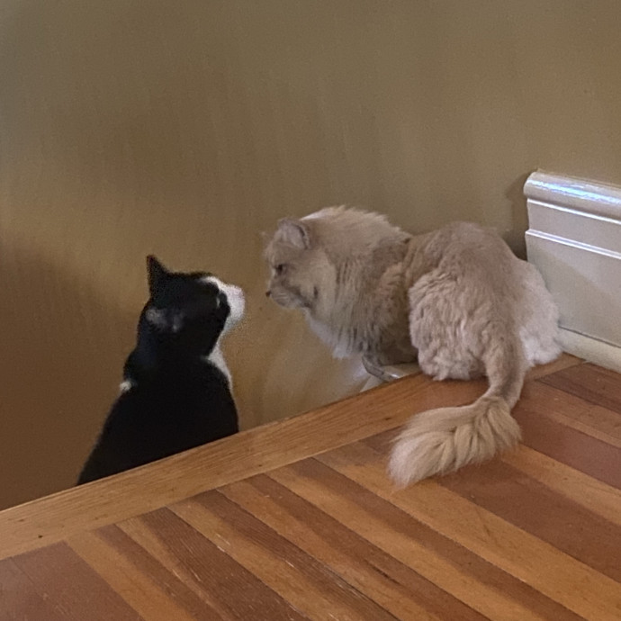 Meg's Calm Kitty Care