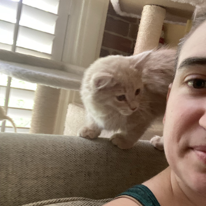Meg's Calm Kitty Care