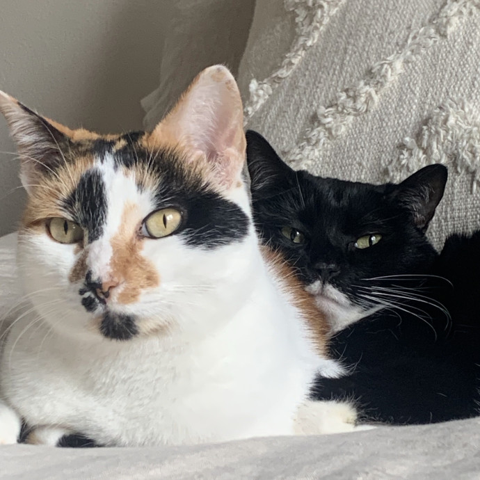 Your Cat's New Favorite Human