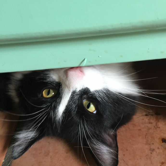 Your Cat's New Favorite Human