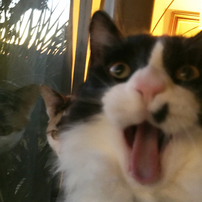 Your Cat's New Favorite Human