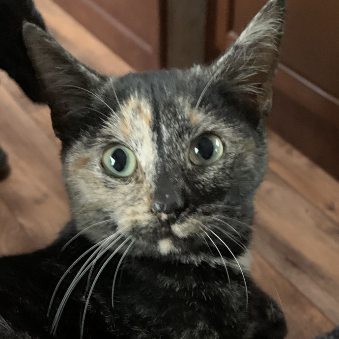Your Cat's New Favorite Human photo 3